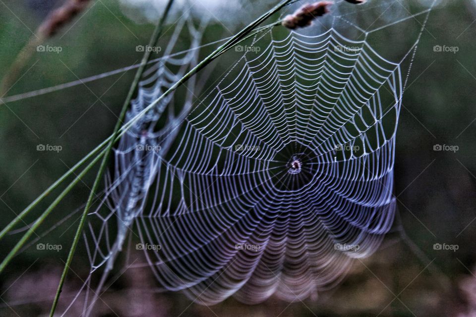 Spider web in the evening