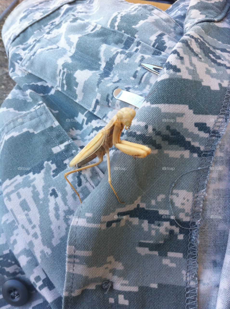 Praying for pray. praying Mantis on my uniform, California 