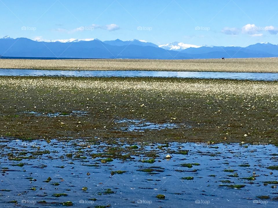 Low tide