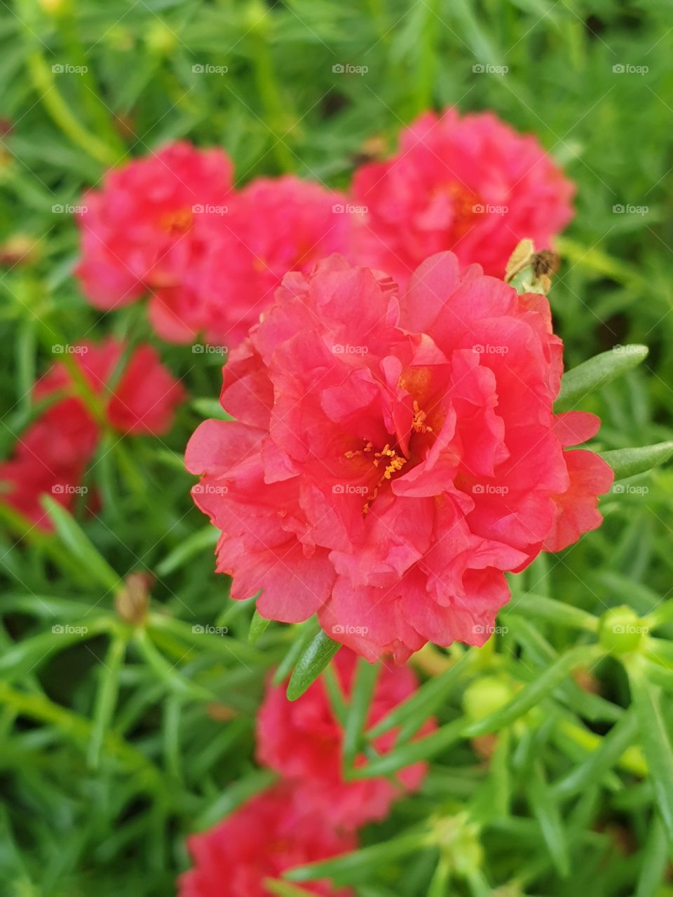 the portulaca grandiflora