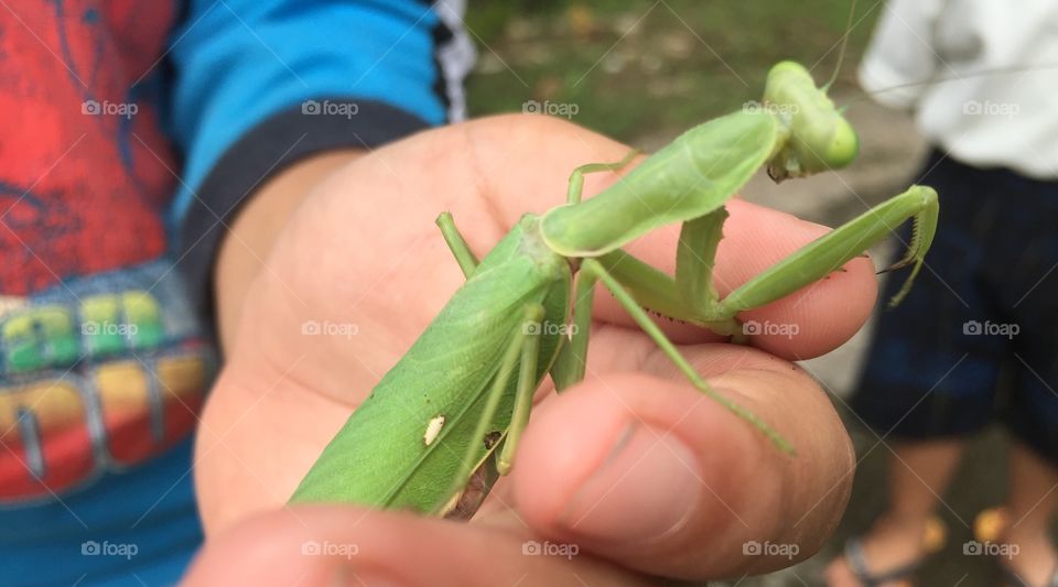 playing with grasshoppers