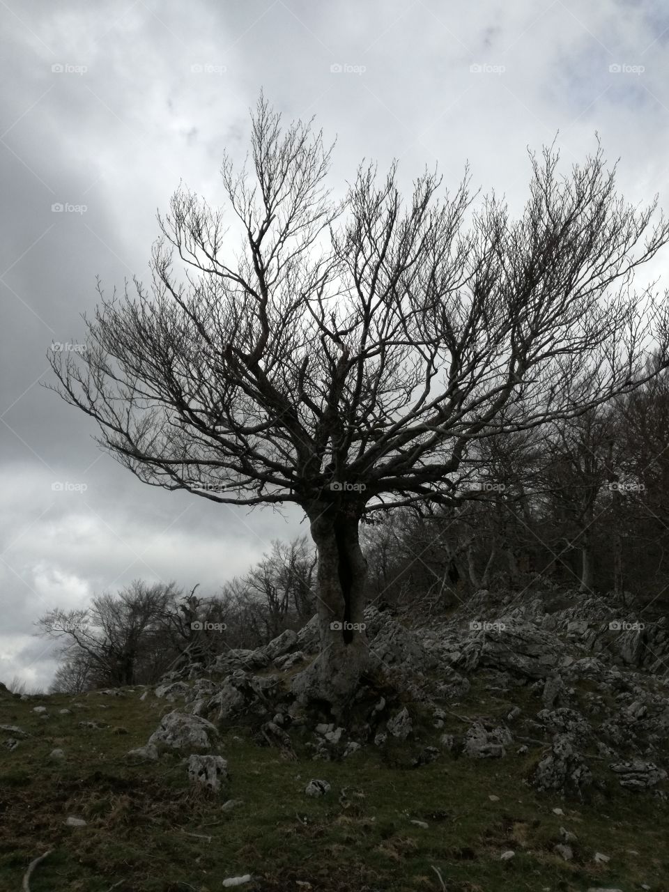 A tree in the storm