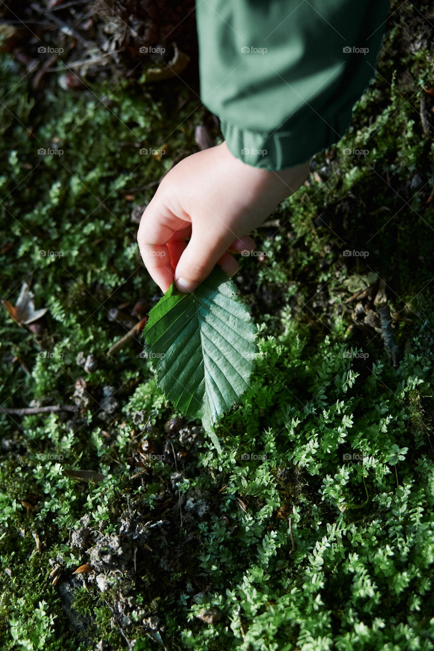 Child's hand touching leaves during walk in forest