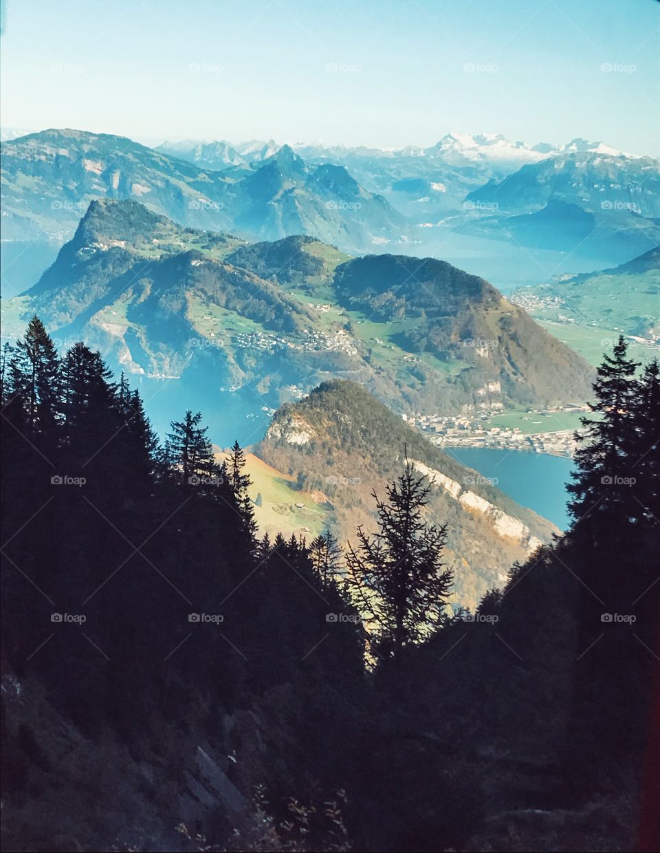 Trees and mountain in Switzerland 