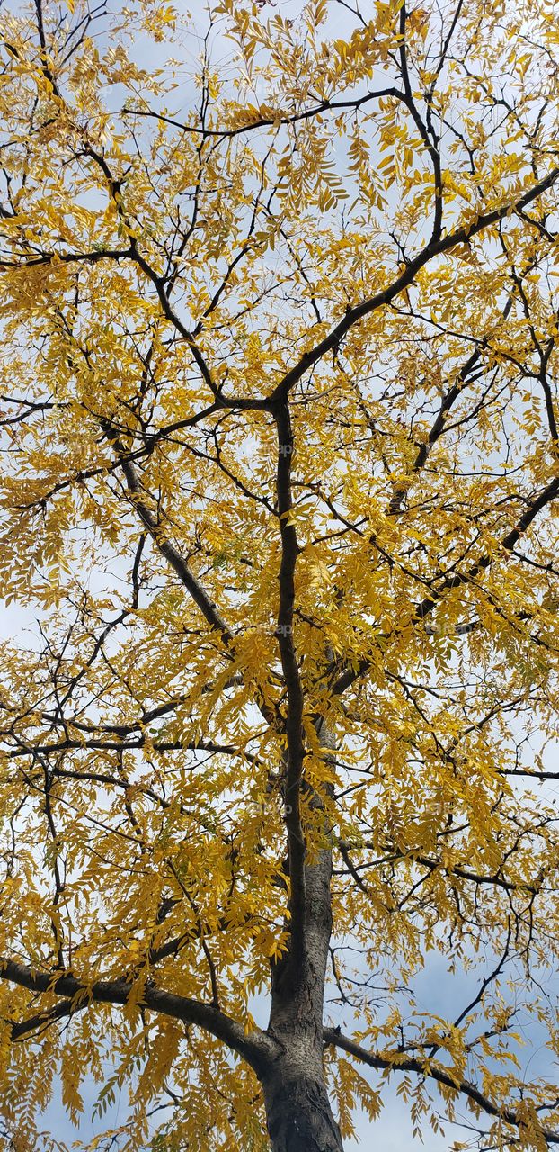 yellow tree autumn