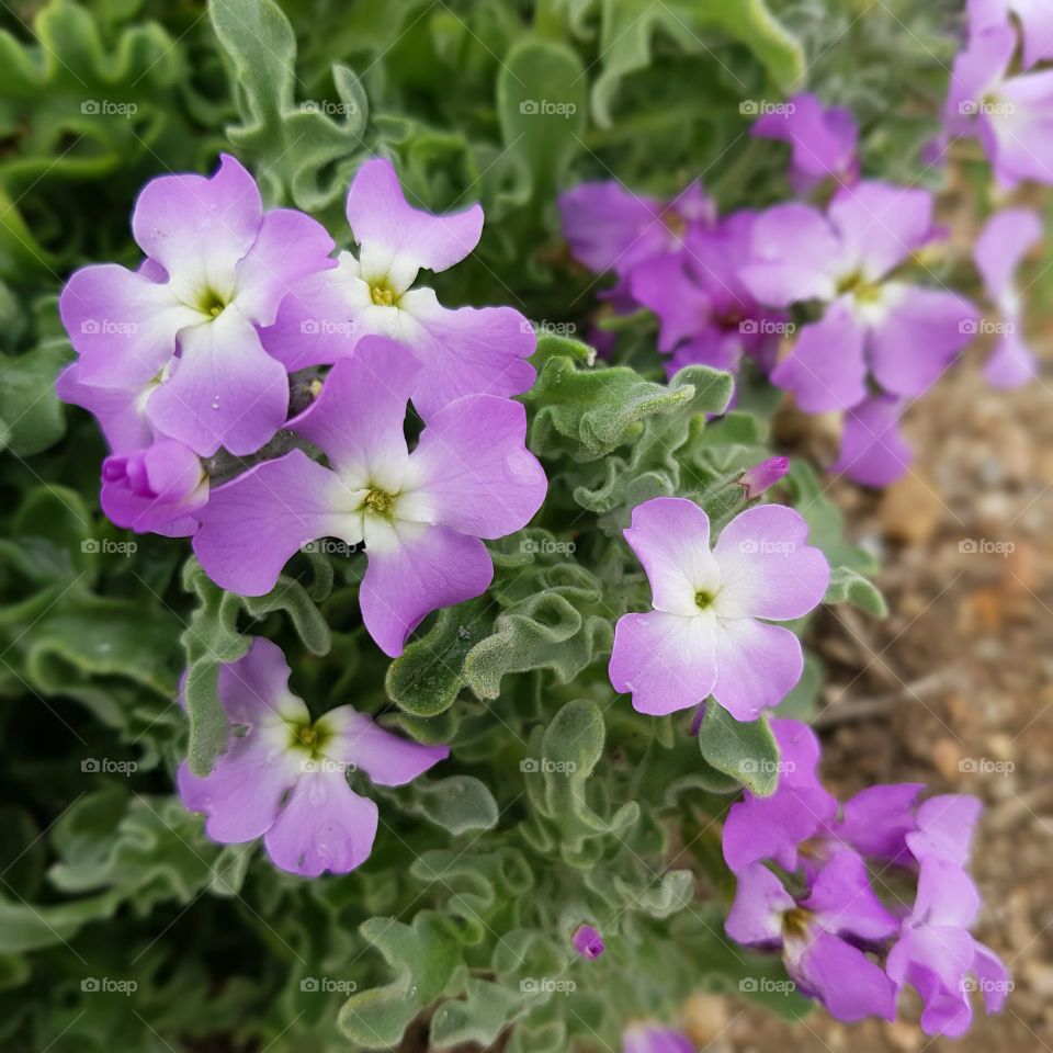 Fleurs de bord de mer