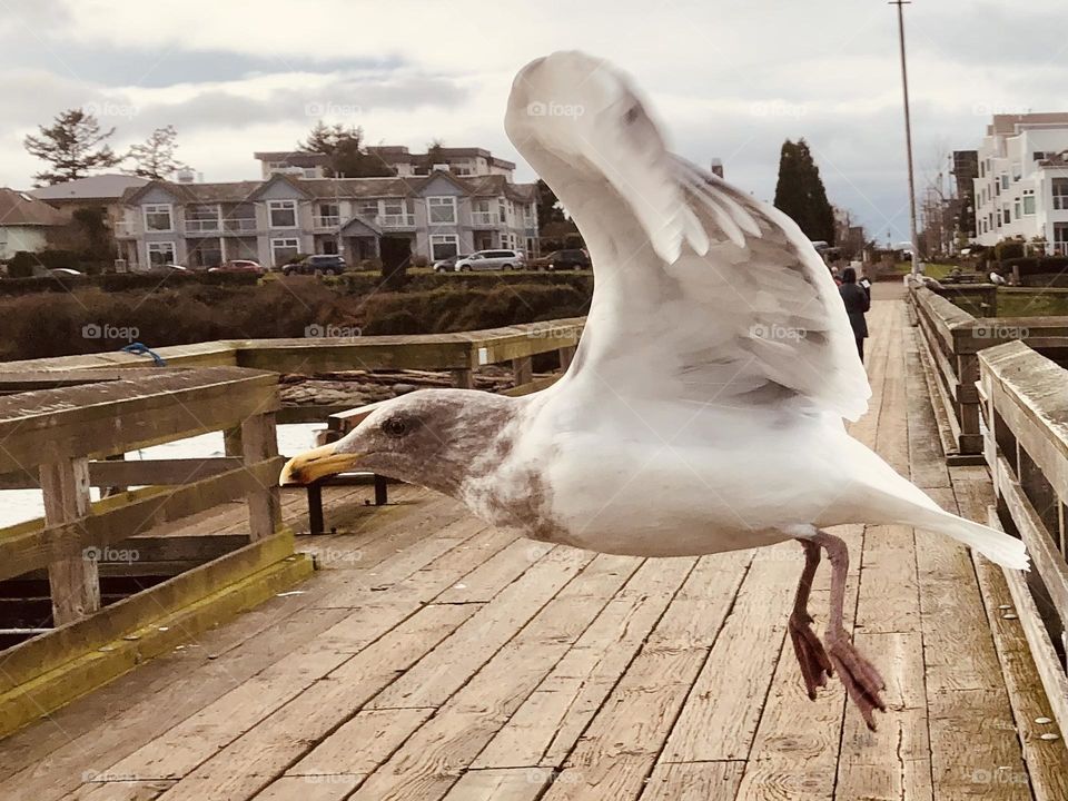 Seagull 