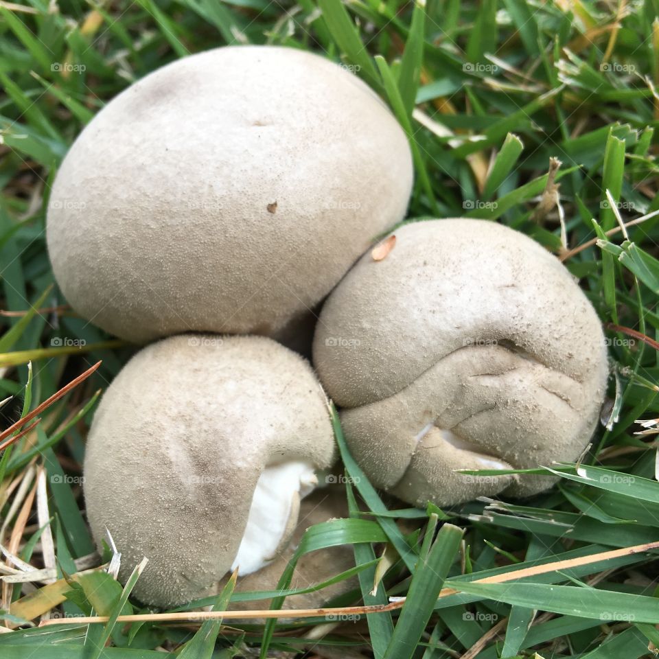 3 smooth round mushrooms!🍄One is growing a face😆!They are growing in our lawn.