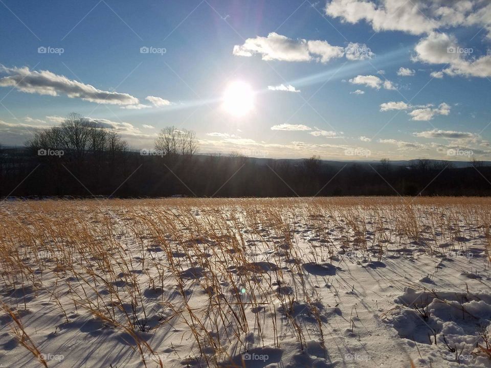 Winter Field