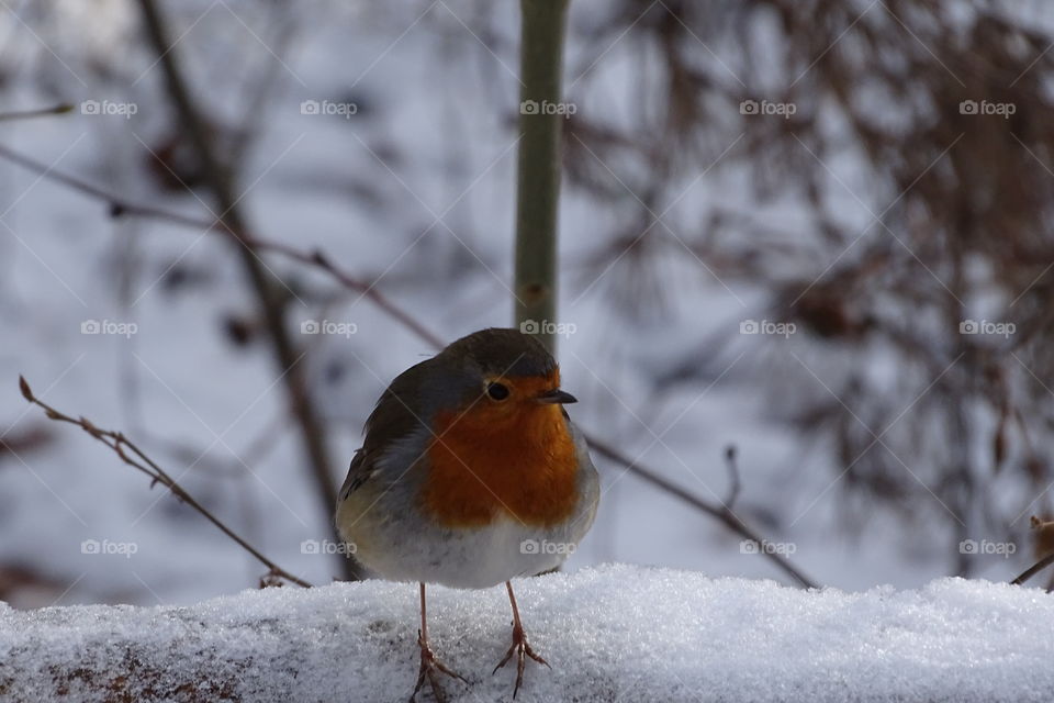 Vogel im Winter Wald