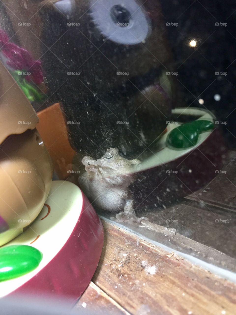 Frog looking in window