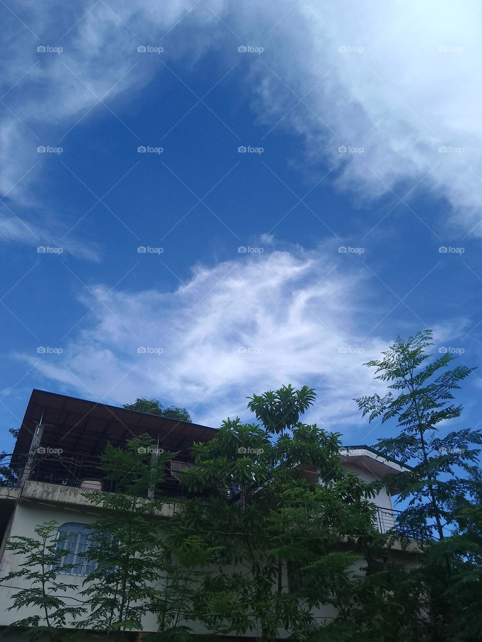 clouds behind trees 1