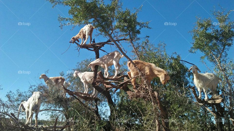 group of multicoloured goats on Argania Spinosa tree.