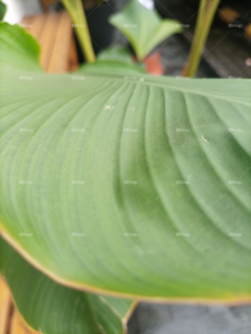 green leaf