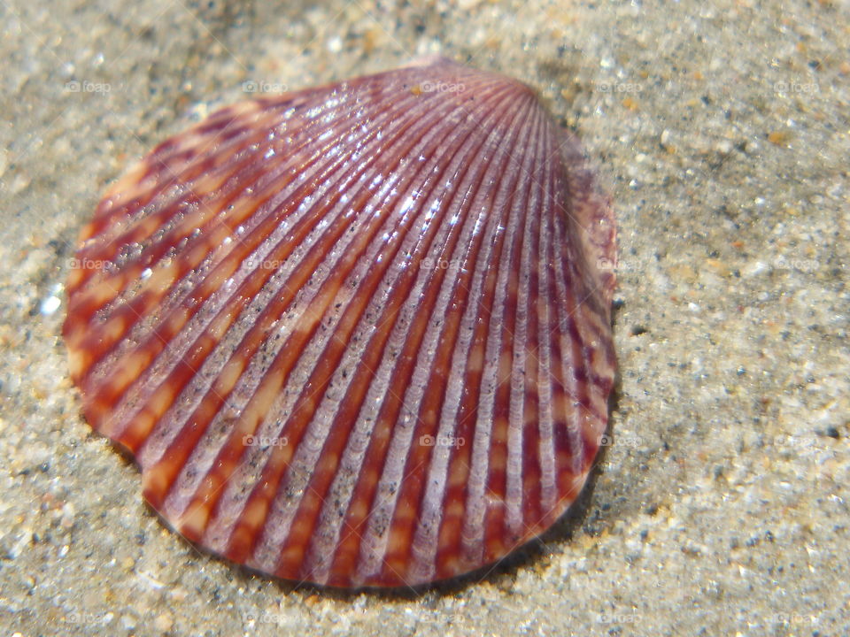 Wet scallop shell on sand