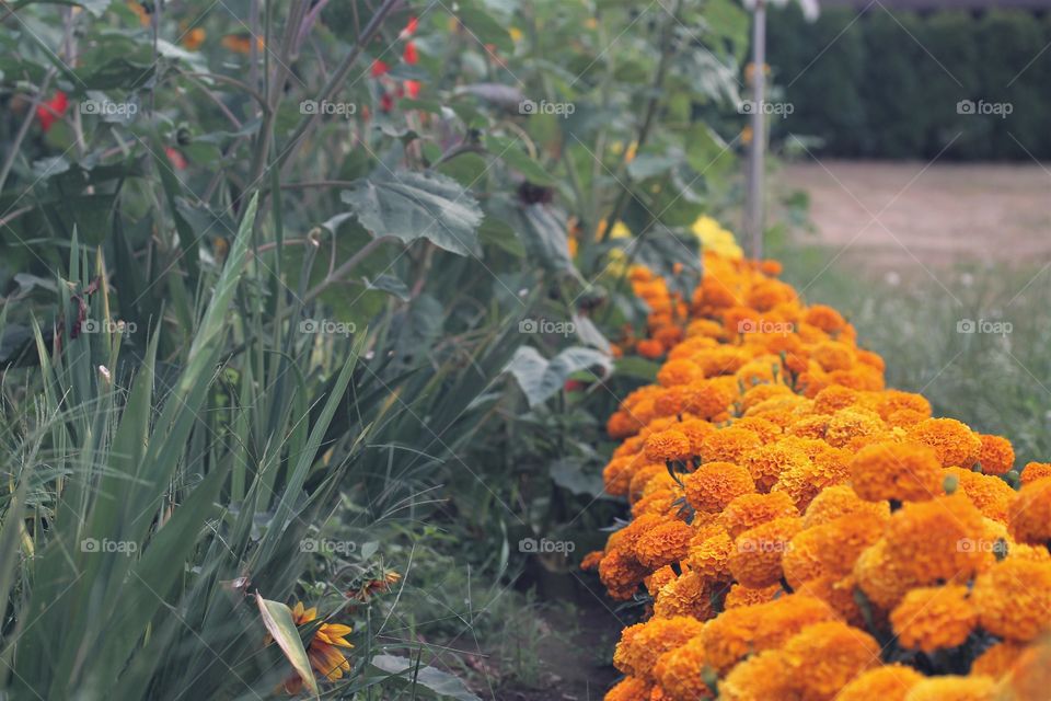 orange marigolds