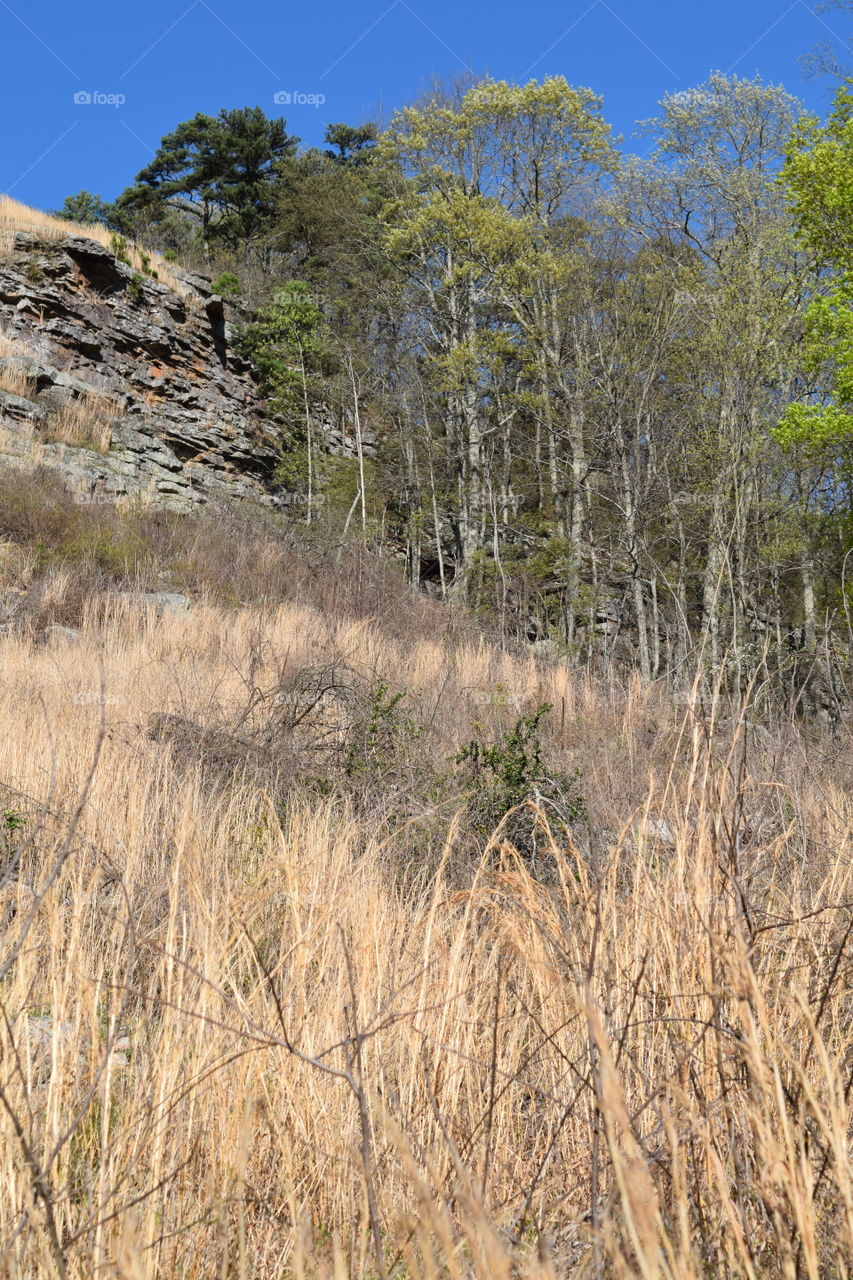 Grass, Rocks and woods