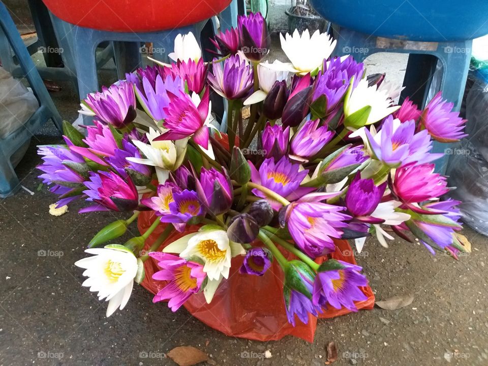 colorful lotus. flower market.