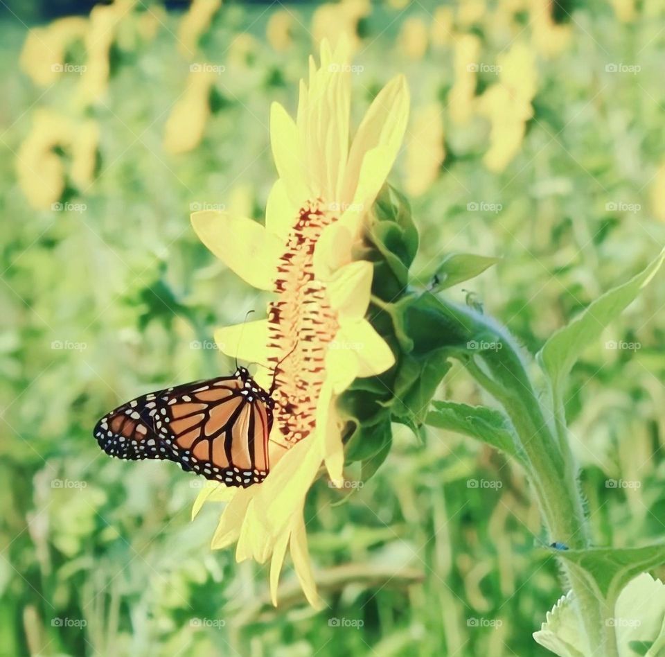 A butterfly enjoying the sunflowers 