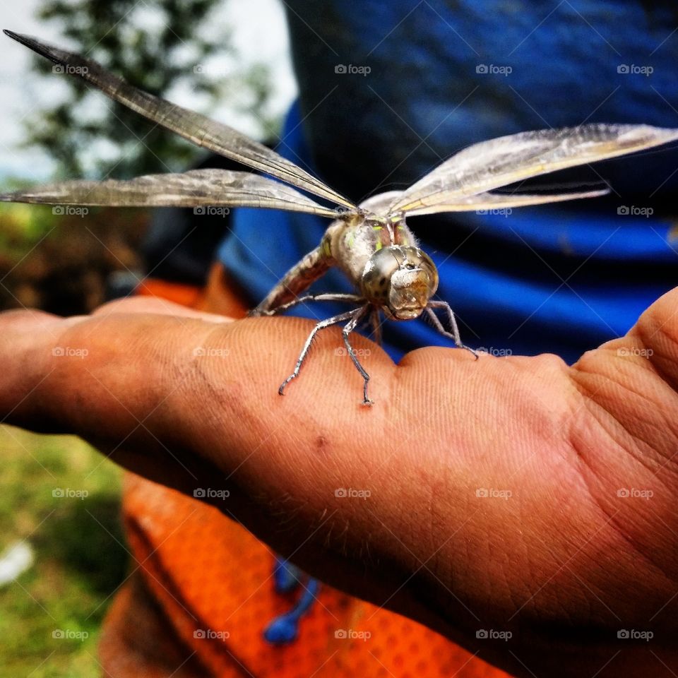 Non robotic dragonfly. This guy made friends whilst we were working in the garden.