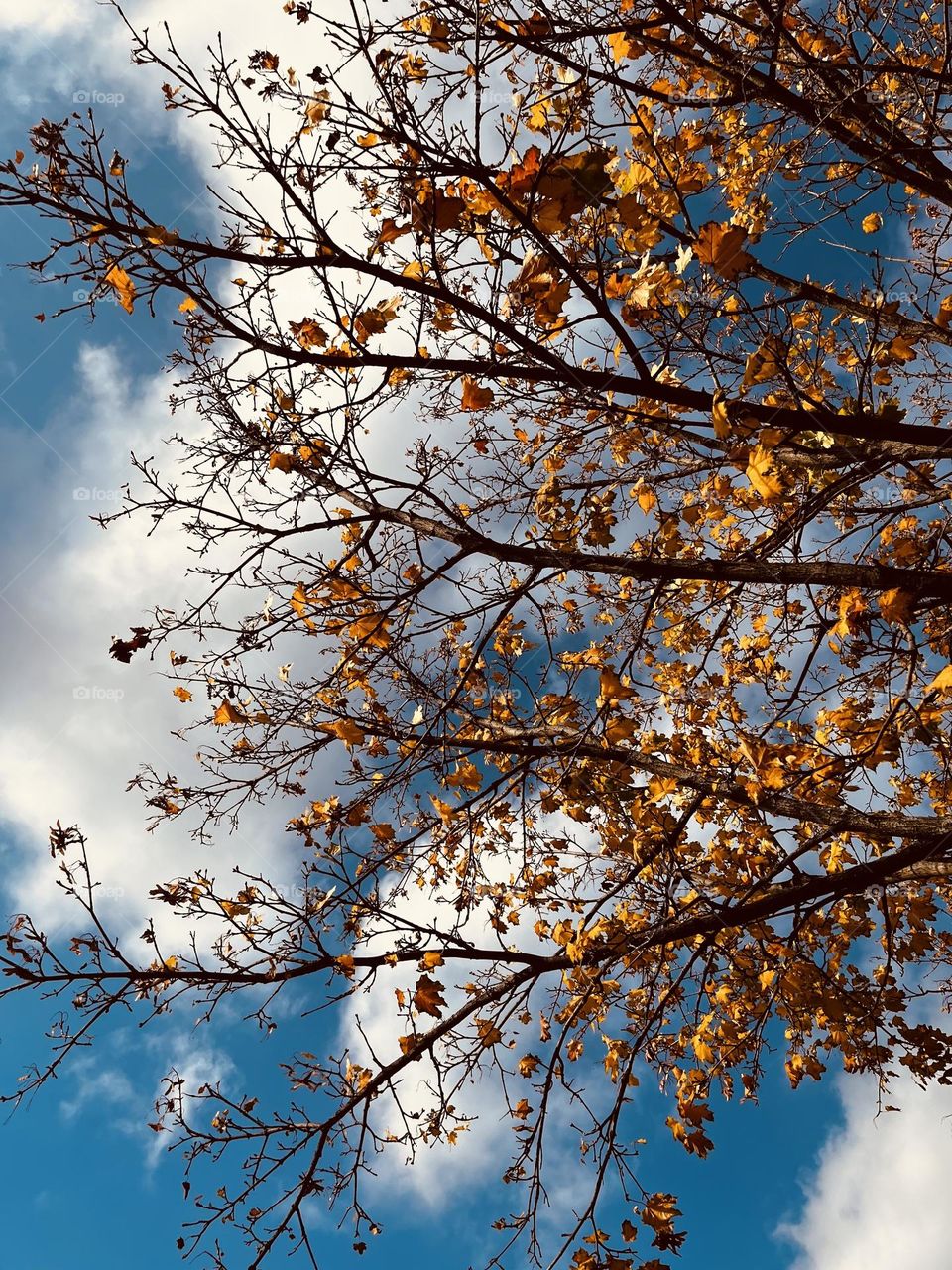 Autumn sky