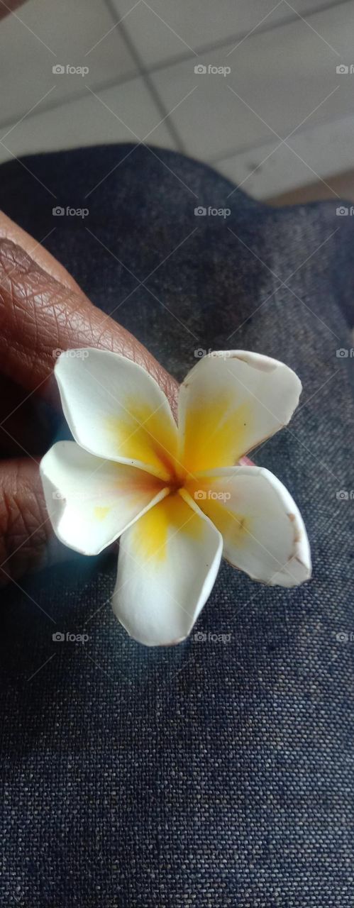 white Bloom in black background 🌸❤️