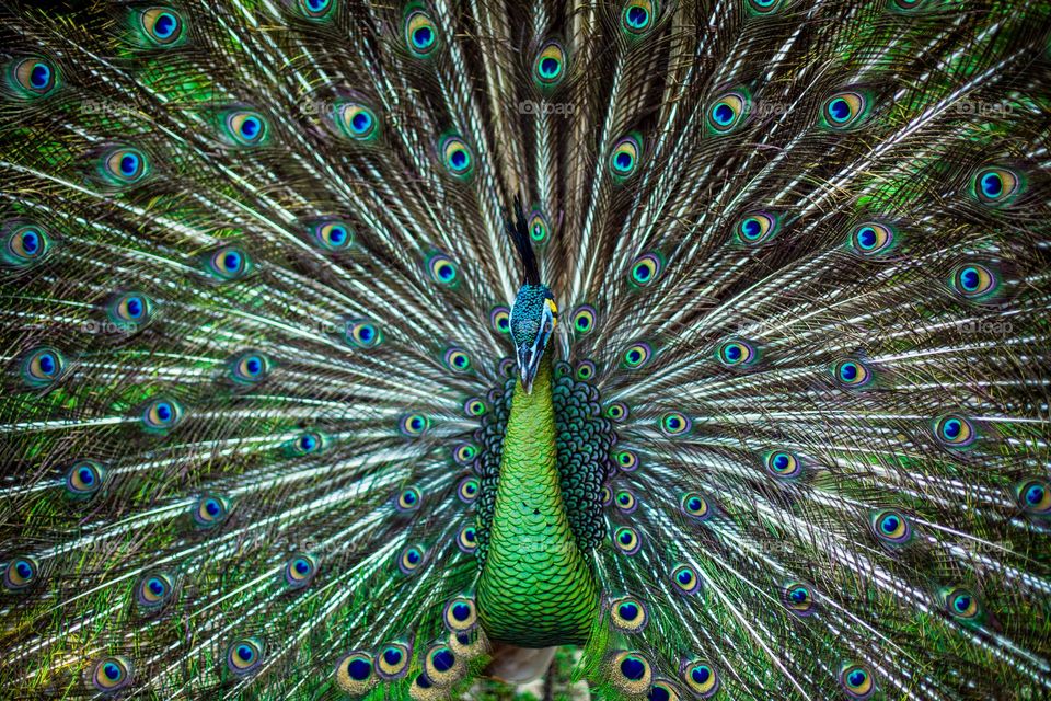 Colorful peacock