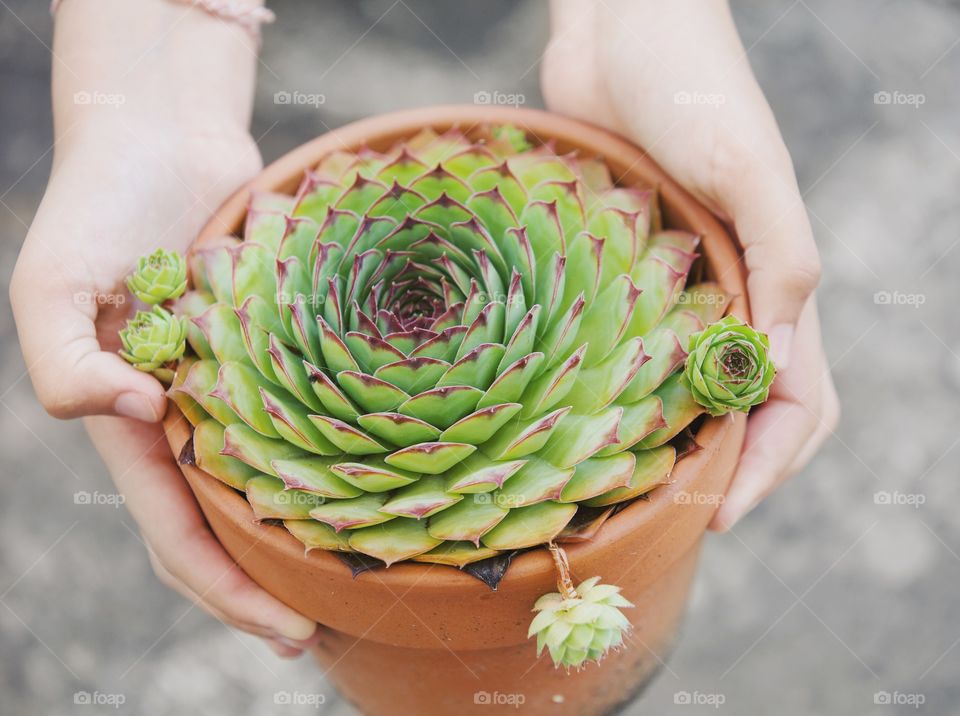 Flower pot with succulents in hands
