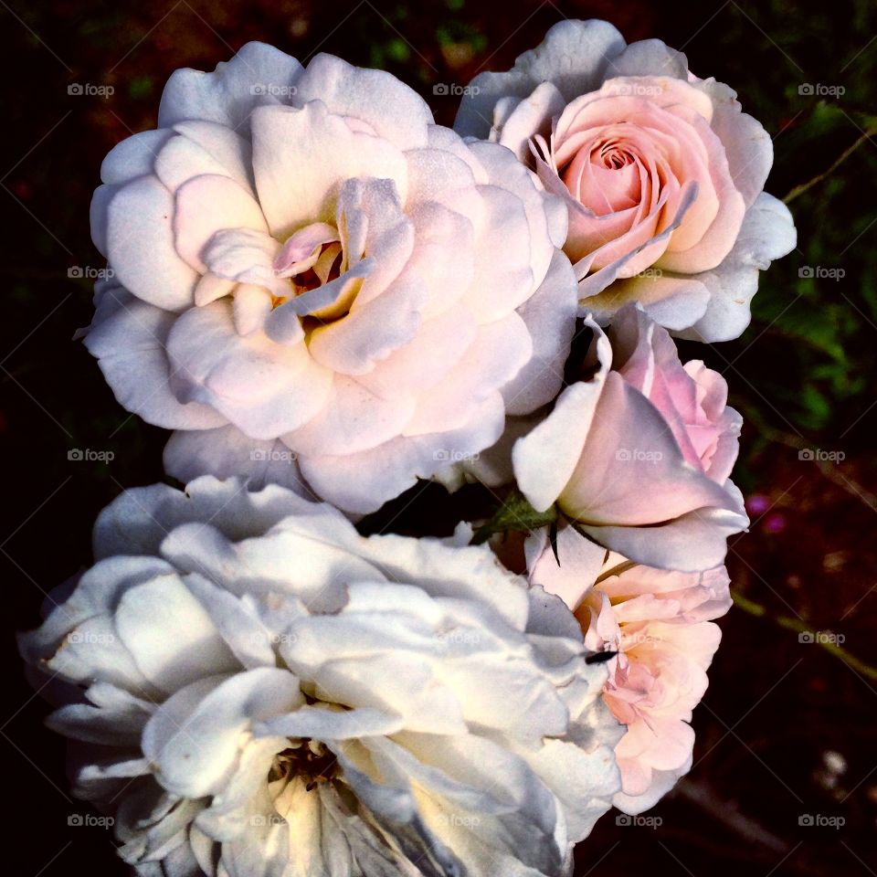 🌺Fim de #cooper!
Suado, cansado e #feliz, alongando e curtindo a beleza das #roseiras
🏁
#corrida #treino #flor #flowers #flores #pétalas #pétala #jardim #jardinagem #garden #flora #run #running #esporte #alongamento 