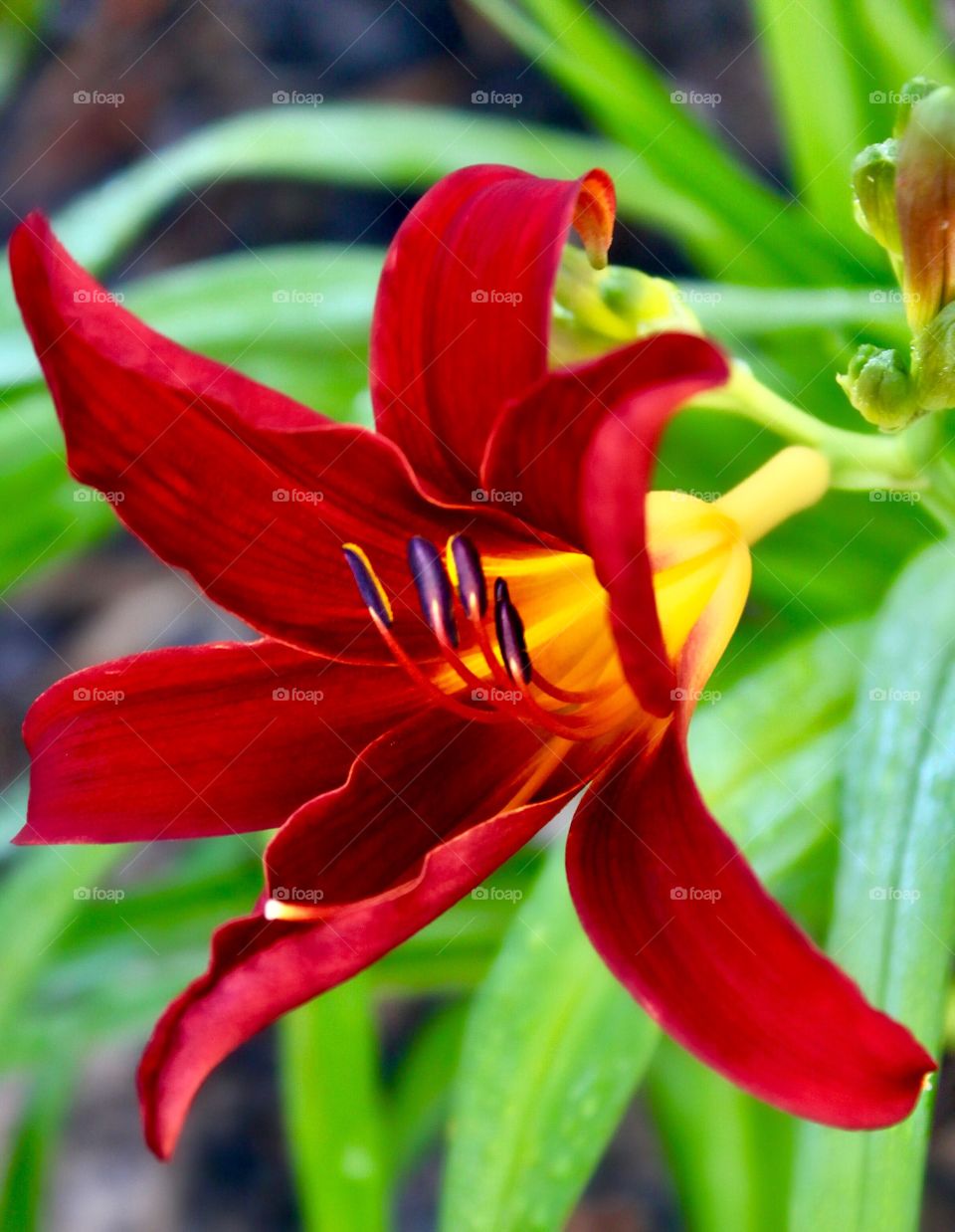 Red day lily.