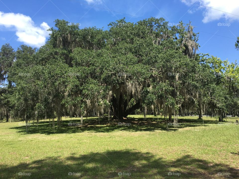 Willow tree on the hill.