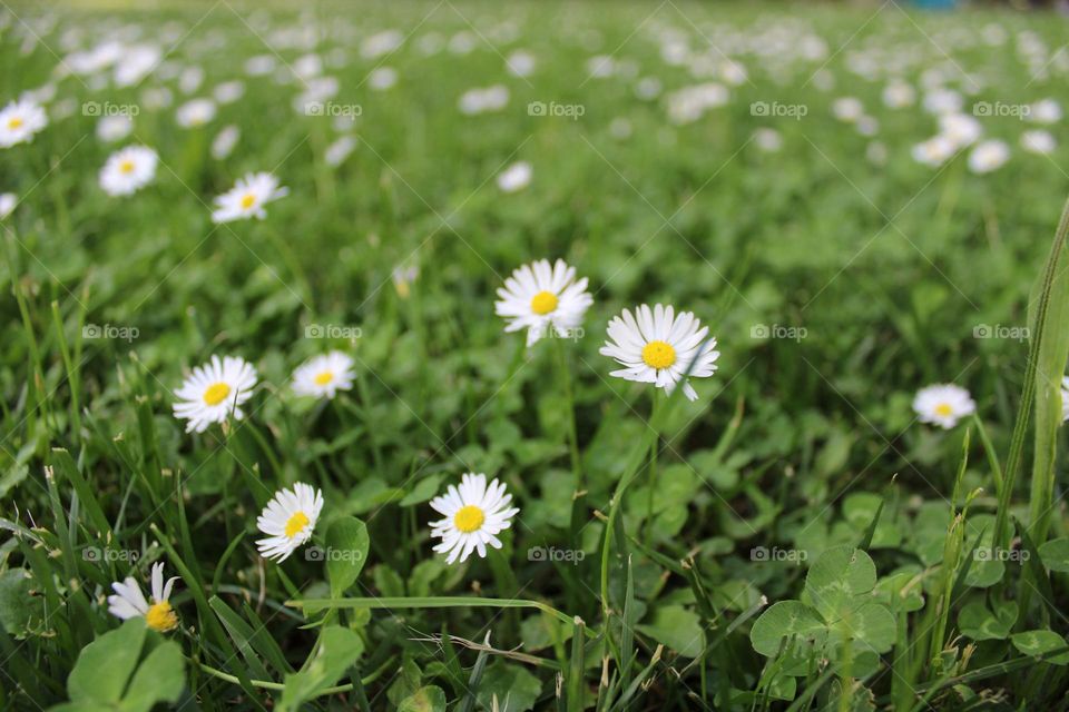 Spring, garden and chamomile 💮🌱❤