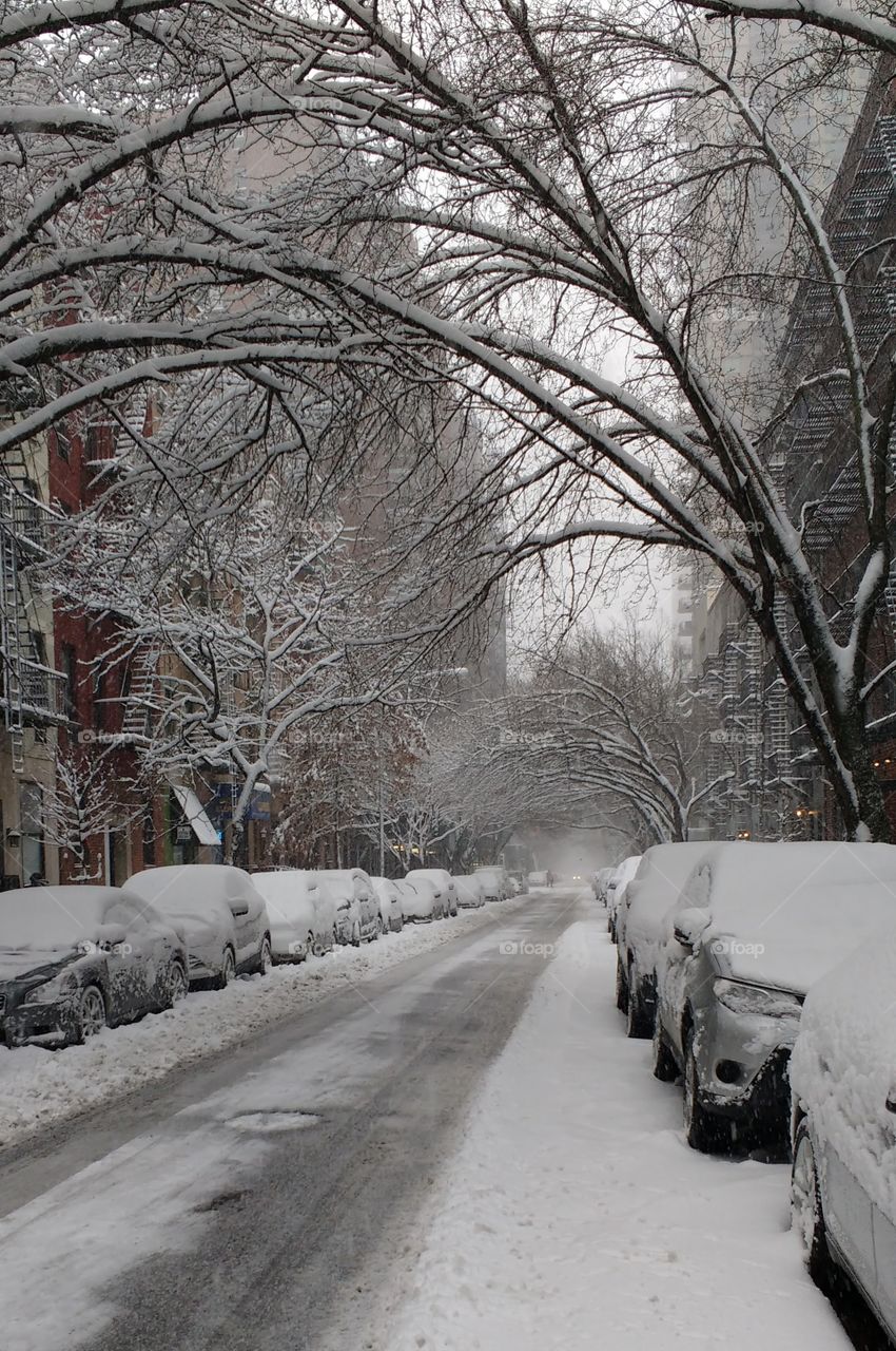 Tree Lined Block NYC after Snowfall