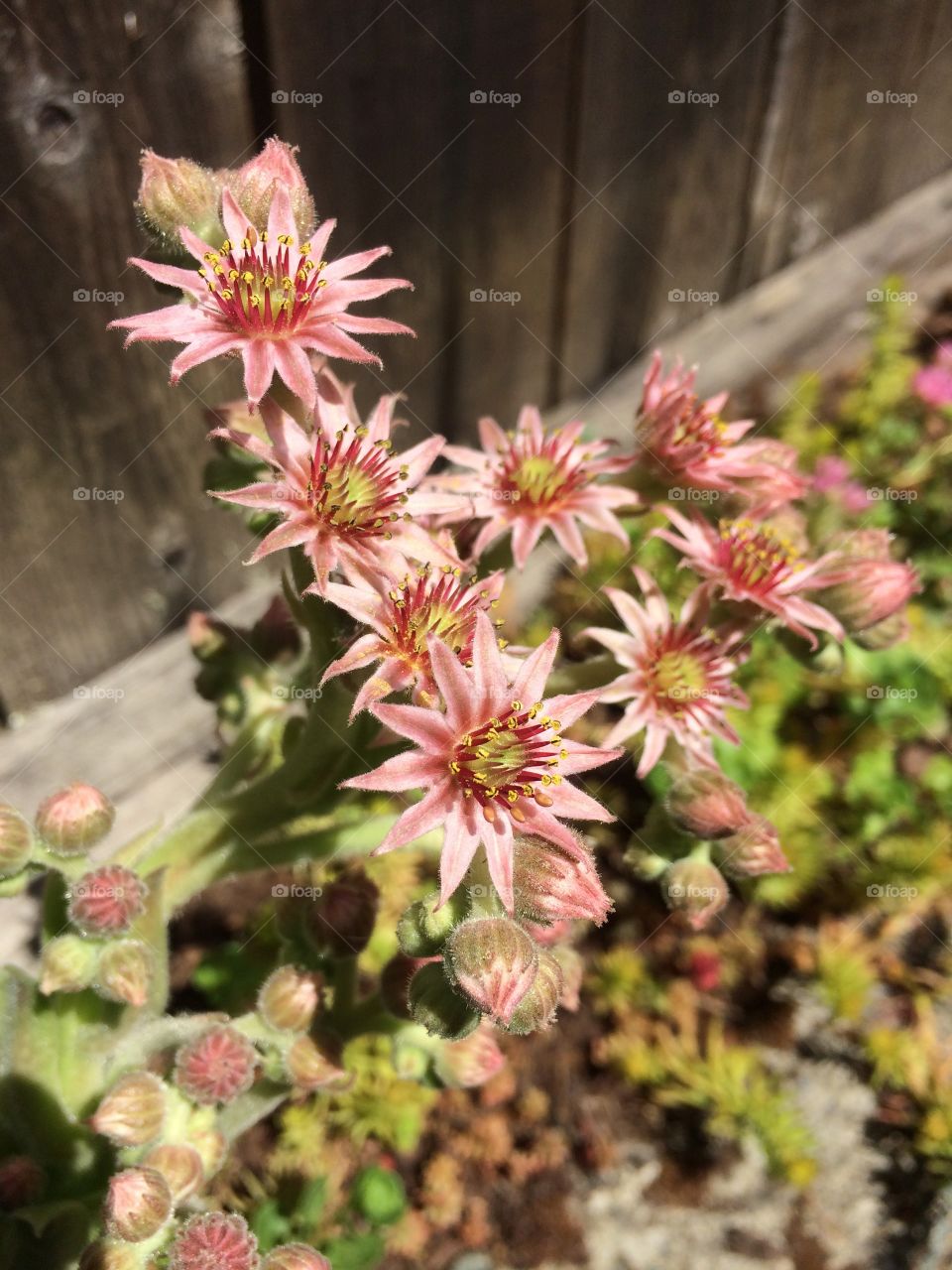 succulent garden in bloom