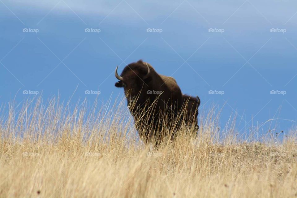 Buffalo / Bison