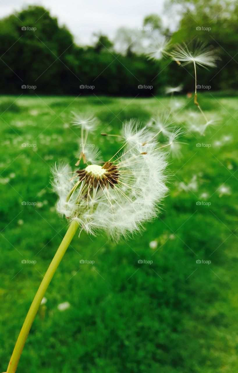 Dandelion Seeds. Dandelion seeds being blown in the wind in a field