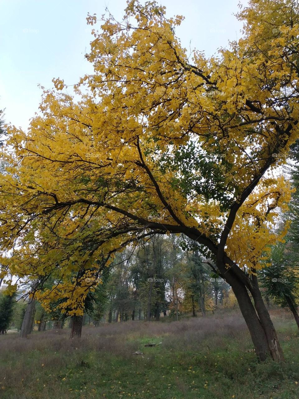 Tree with yellow leaves