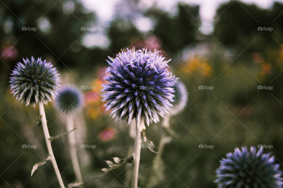 moody backyard flower