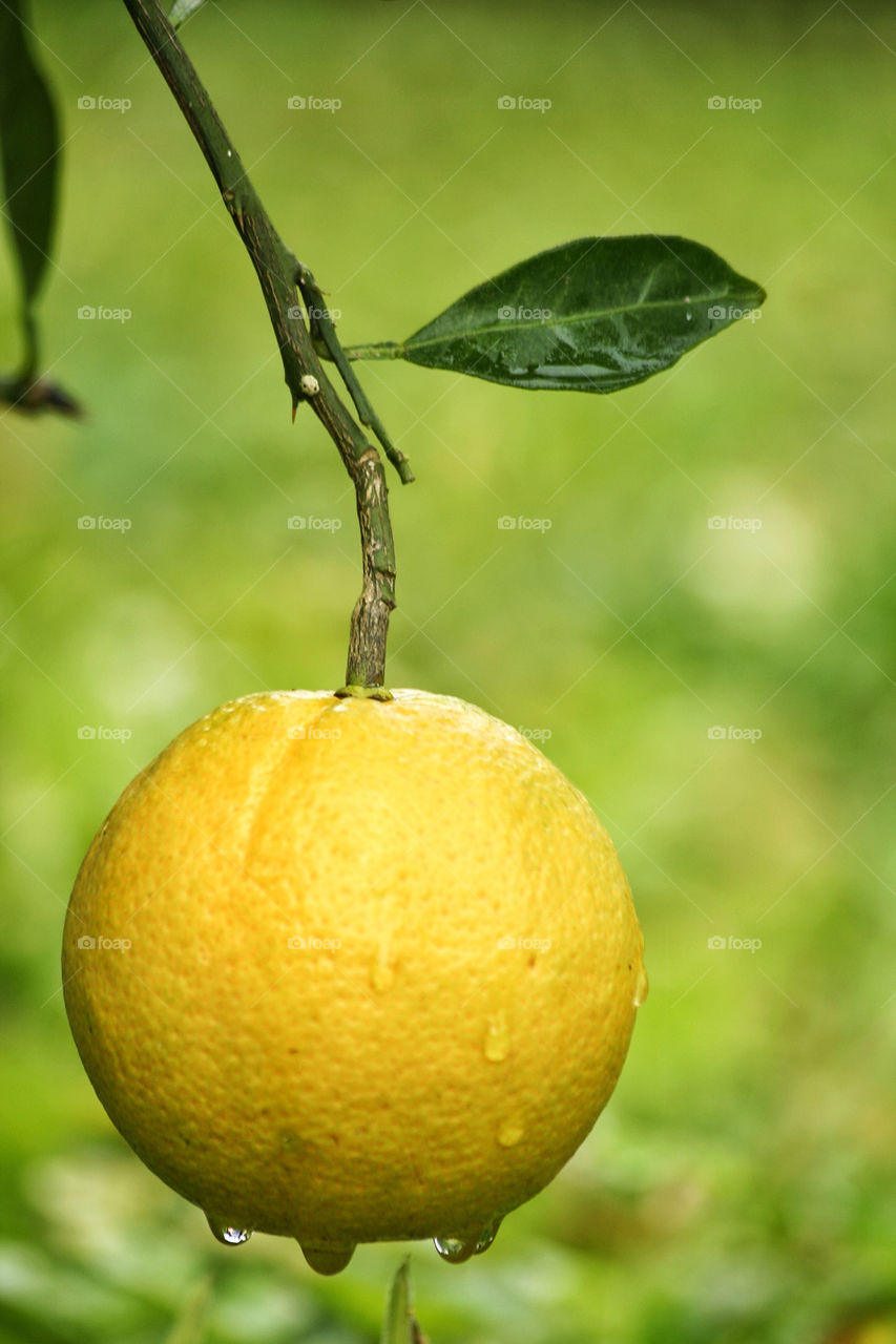 iran orange fresh leaf by nader_esk