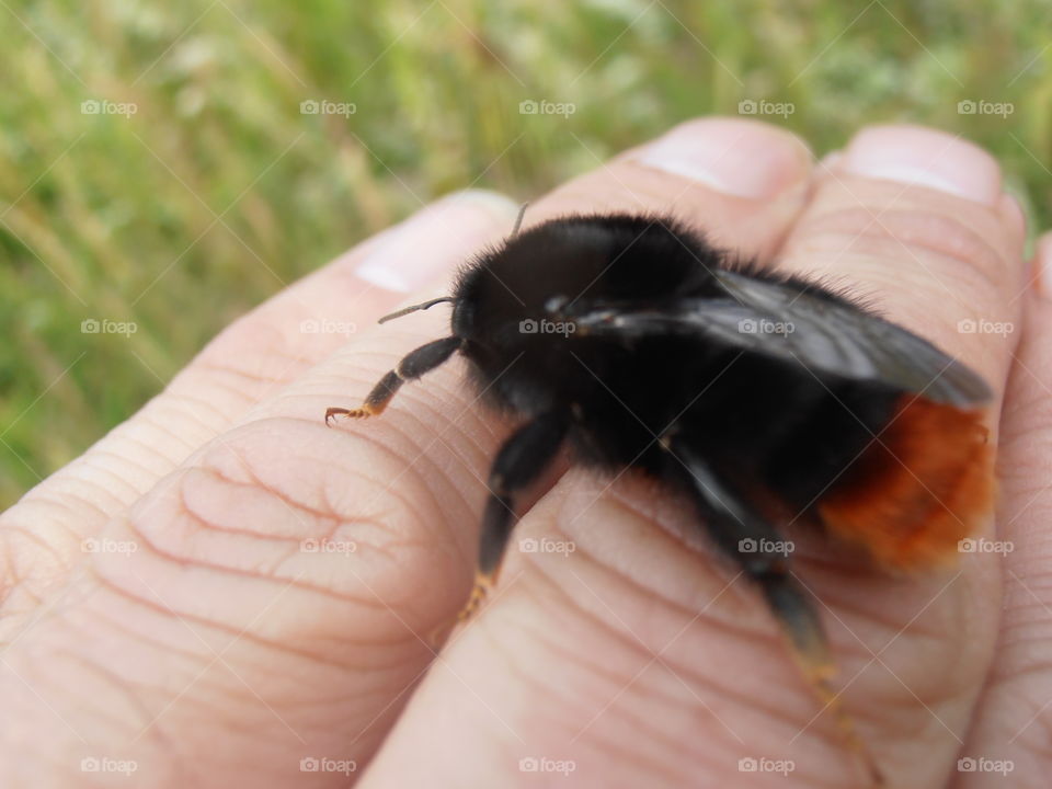 Friendly Bumble Bee