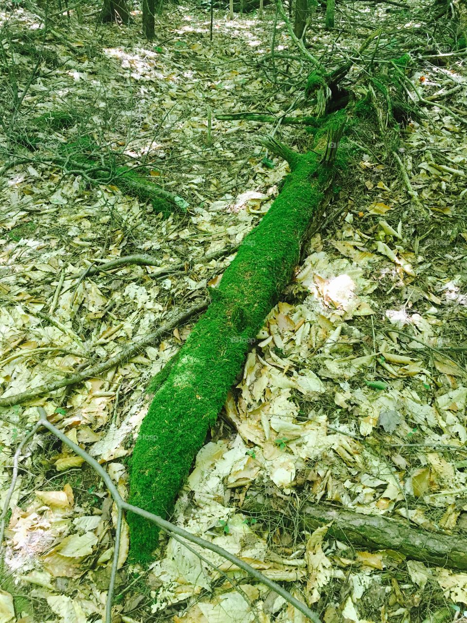 Mossy log on a hike 