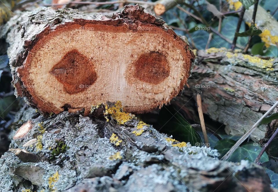 Close up of a tree trunk with two dark circles in the centrum