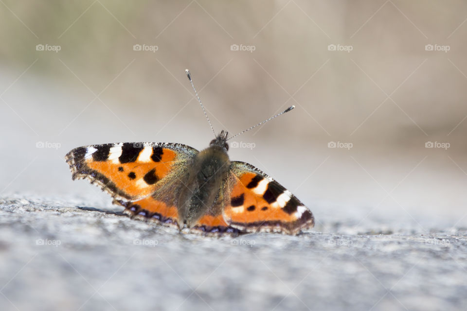 Orange butterfly open wings, close-up