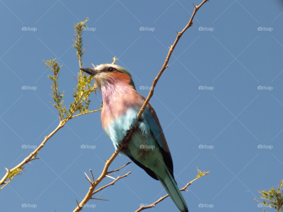 zambia colourful eye bird by Ellie.dixon5