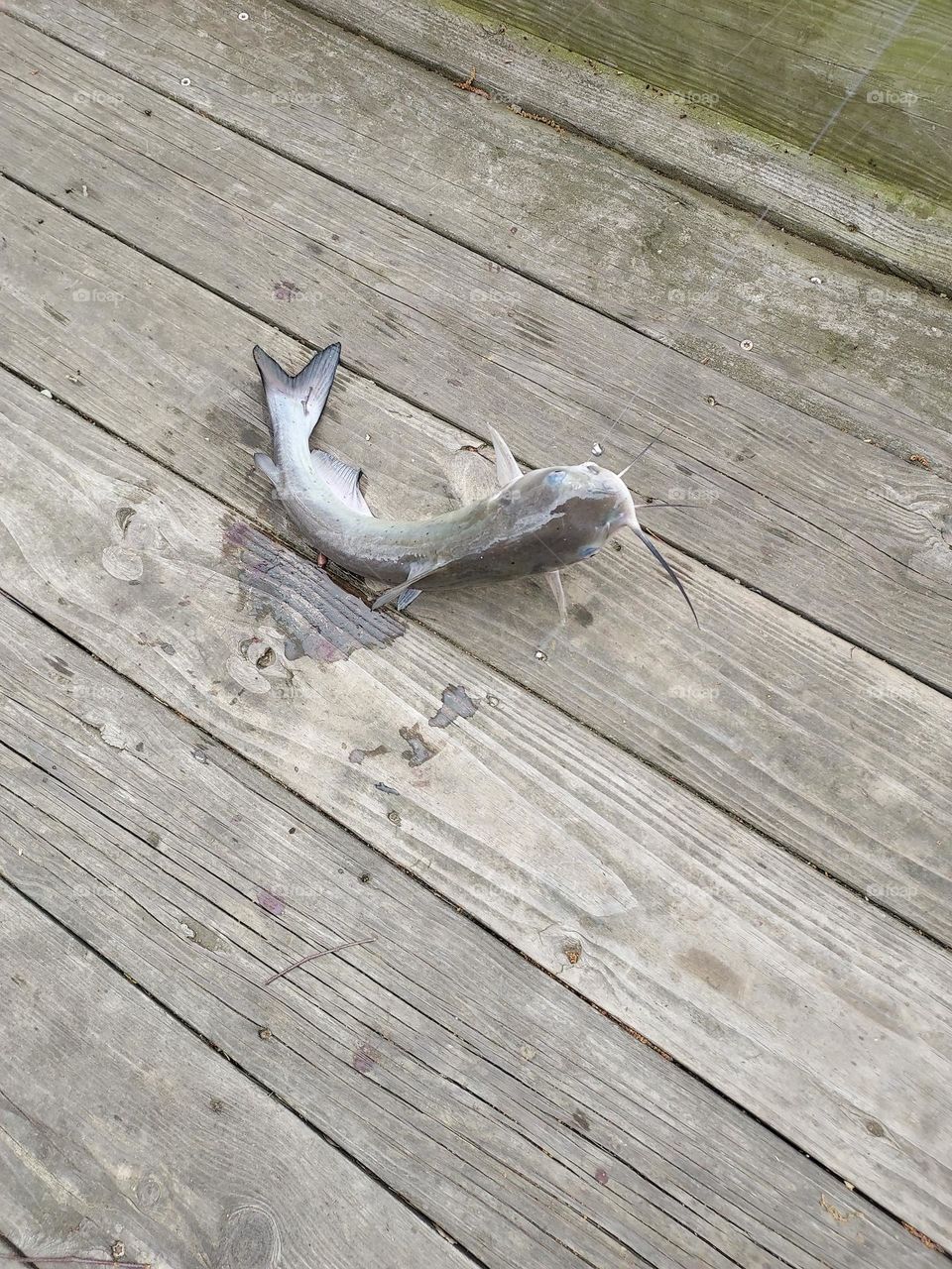 another nice catfish that I caught.  trying to take a picture and hold my pole. between all of us we caught 23!