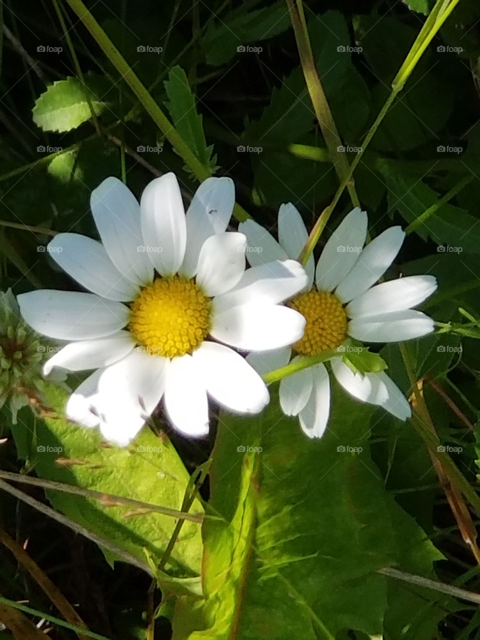 Two daisies