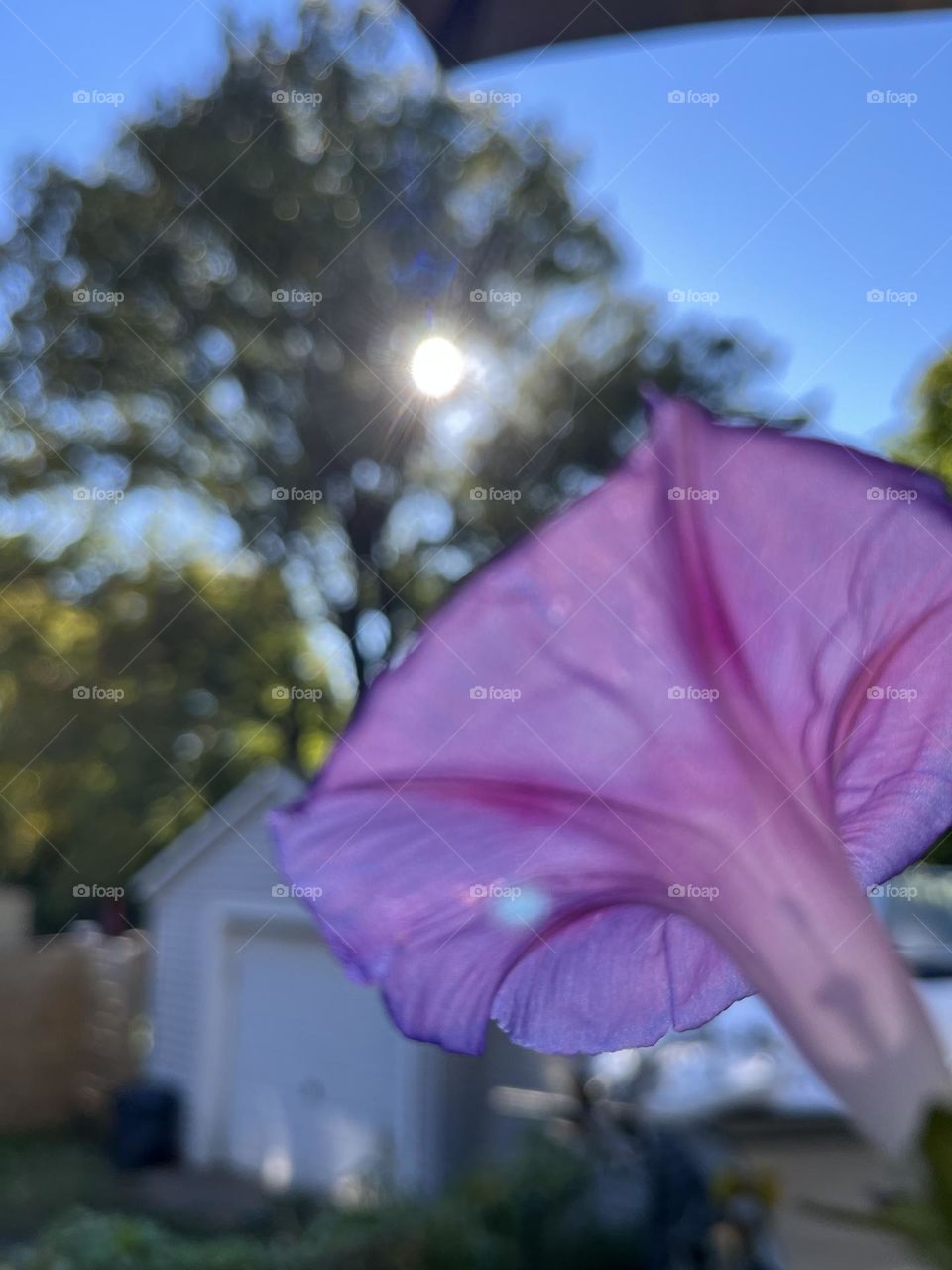 Light purple flower facing sun on clear day