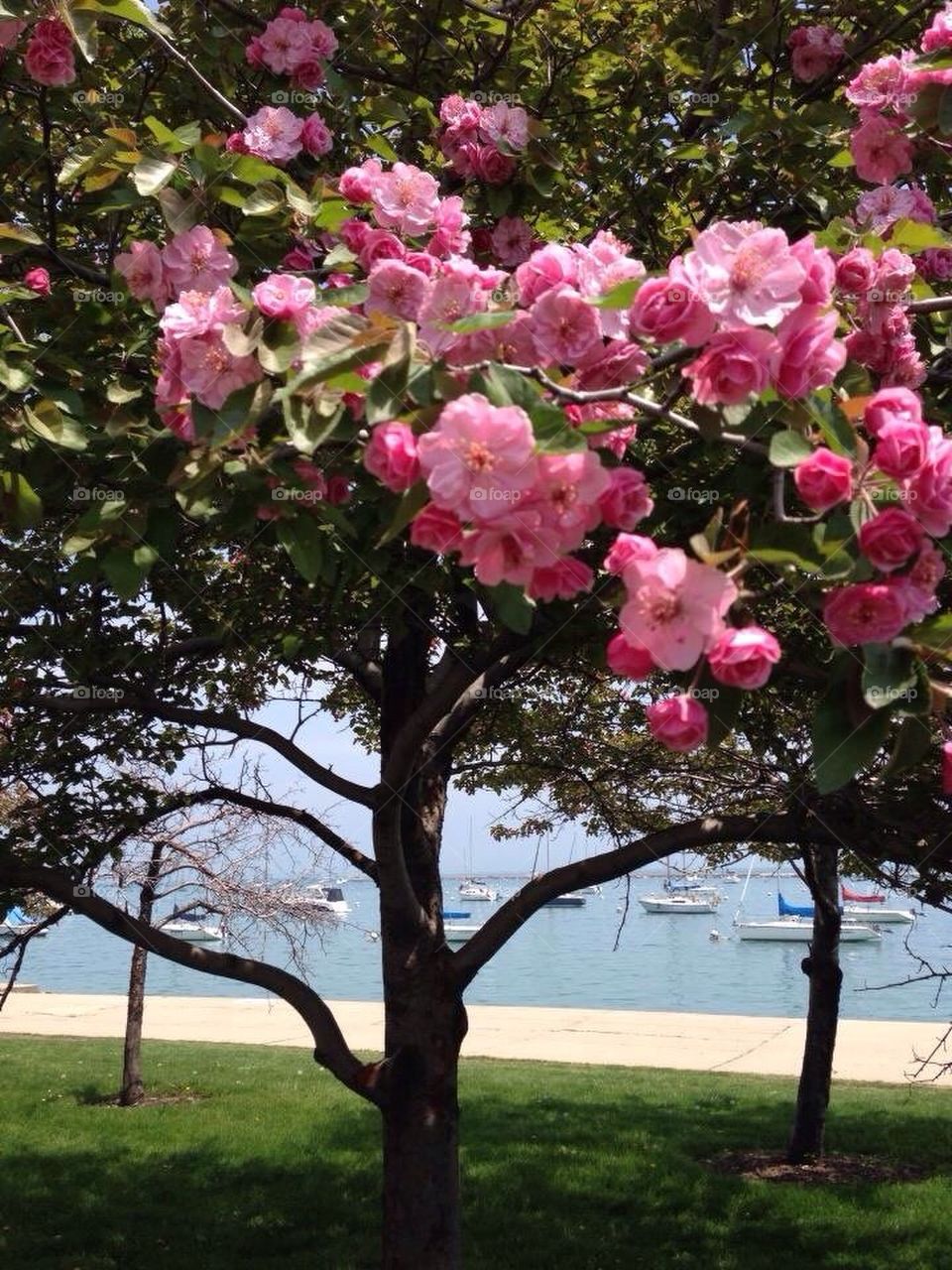 Lakeshore Cherry Blossom