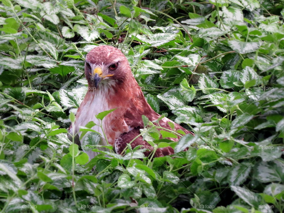 Hawk in hiding