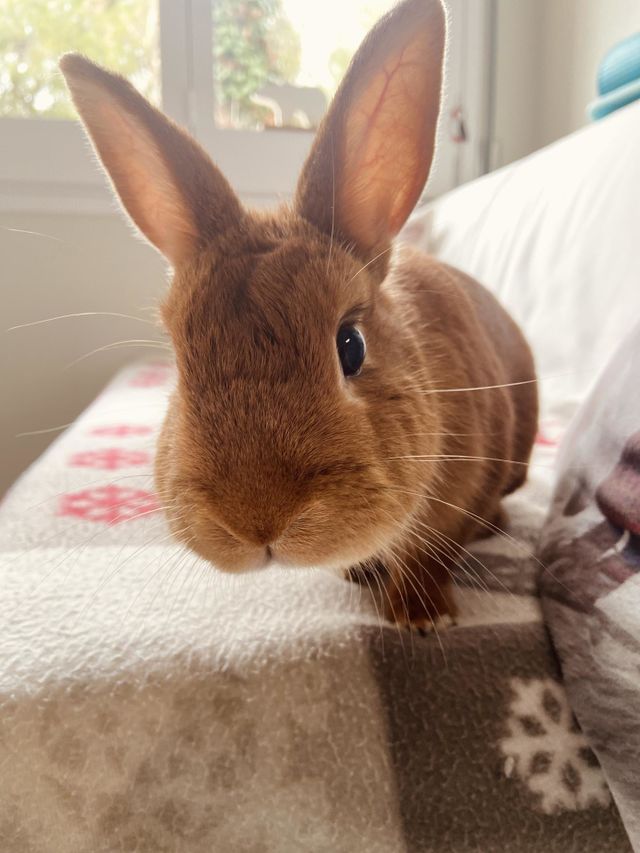 Curious bun